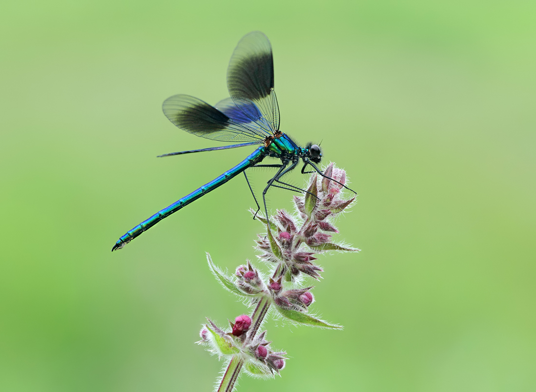 Banded Demoiselle male 2